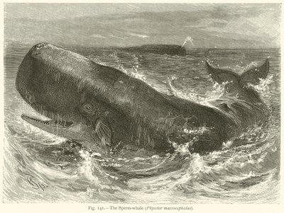 The Sperm-Whale (Physeter Macrocephalus) by English School